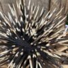 Porcupine quill Hat - Image 5