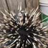 Porcupine quill Hat - Image 4