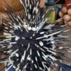 Porcupine quill Hat - Image 3